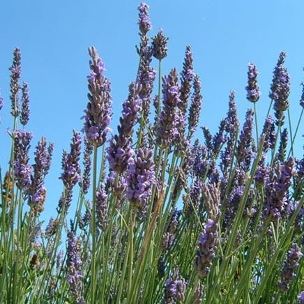 Natural active Lavender